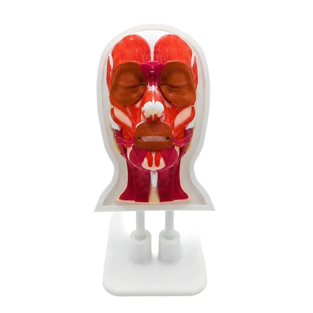 Platinum Face I — Facial Anatomy Model with Colour-Coded Muscles