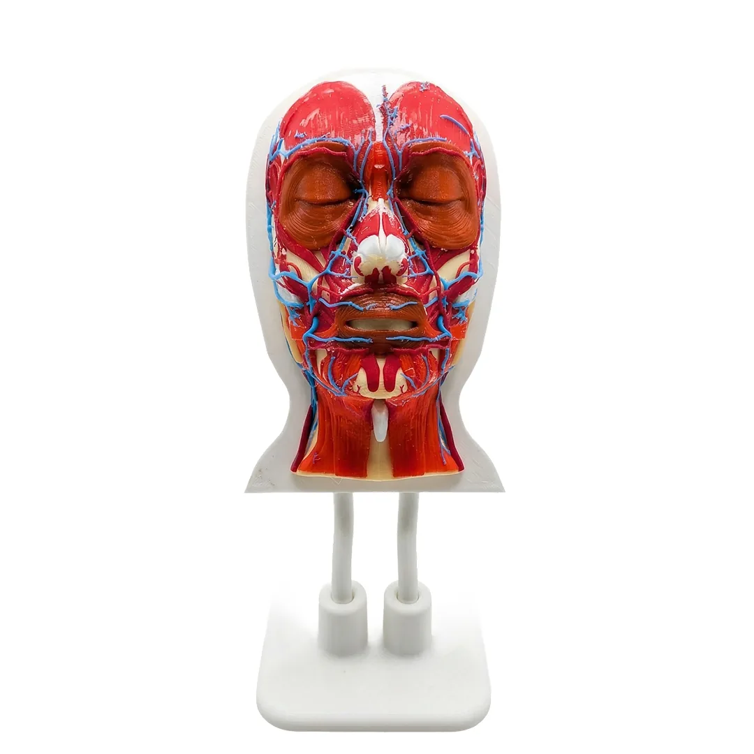Platinum Face II — Facial Anatomy Model with Muscles & Vascular System